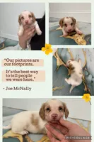 Doxie Spots, a male Miniature Dachshund for sale in Sarasota, FL – 1 of 3