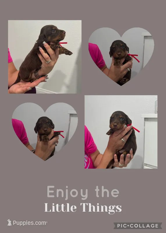 Choco  – Miniature Dachshund puppy for sale in Sarasota, FL