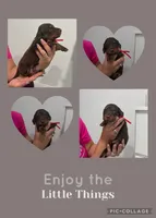 Choco , a male Miniature Dachshund for sale in Sarasota, FL – 1 of 1
