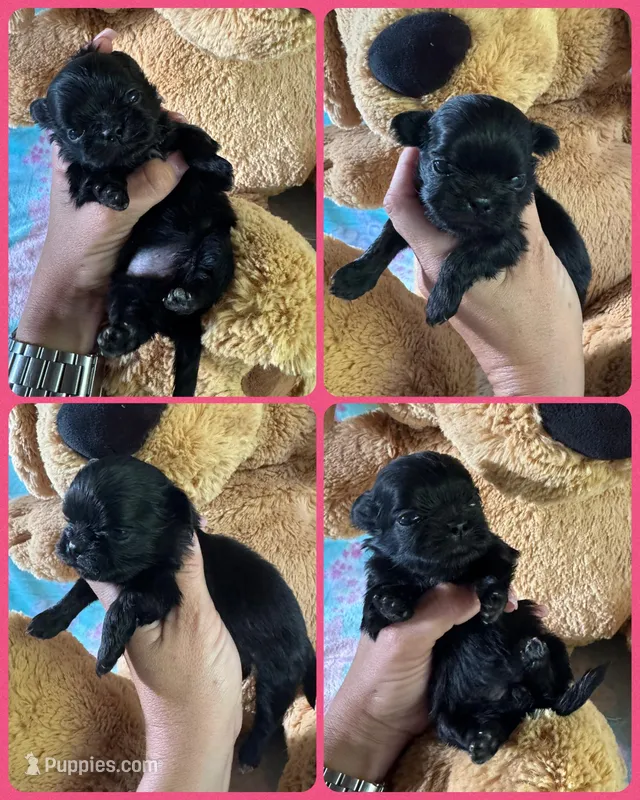 Midnight the Black imperial shih tzu – Shih Tzu puppy for sale in Sarasota, FL