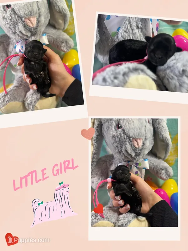 Midnight the Black imperial shih tzu – Shih Tzu puppy for sale in Sarasota, FL