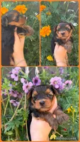 Yorkies, a female Yorkshire Terrier for sale in Arcadia, FL – 6 of 6