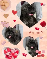 Shih tzu, a male Shih Tzu for sale in Arcadia, FL – 3 of 3