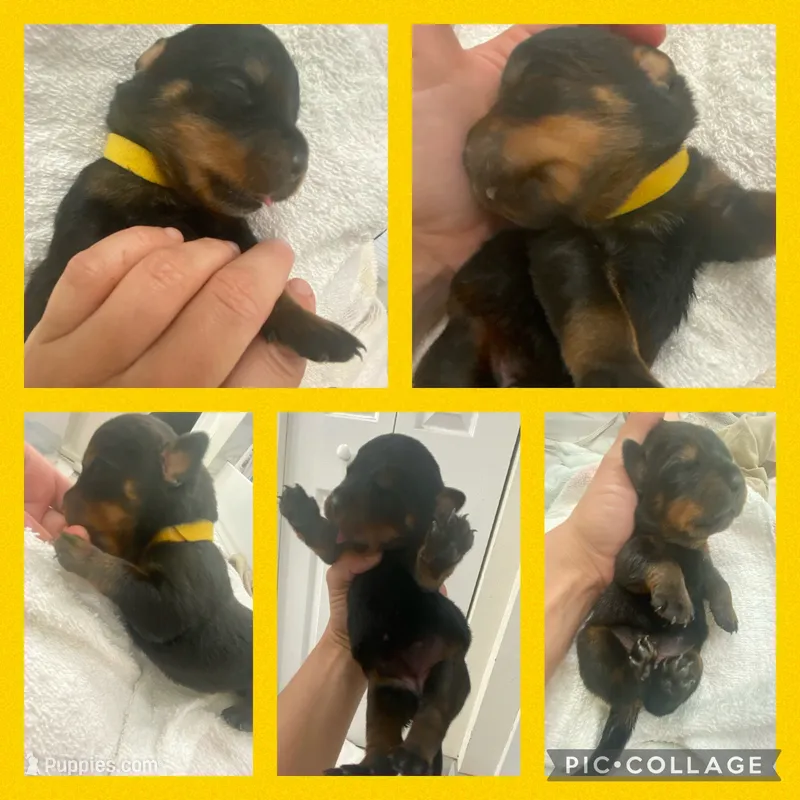 Allison – Rottweiler puppy for sale in Arcadia, FL
