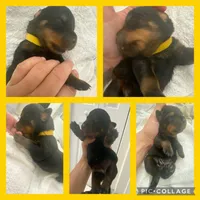 Allison, a female Rottweiler for sale in Arcadia, FL – 1 of 1