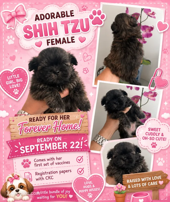 Lola – Shih Tzu puppy for sale in Arcadia, FL