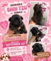 Lola, a female Shih Tzu for sale in Arcadia, FL – 1 of 1