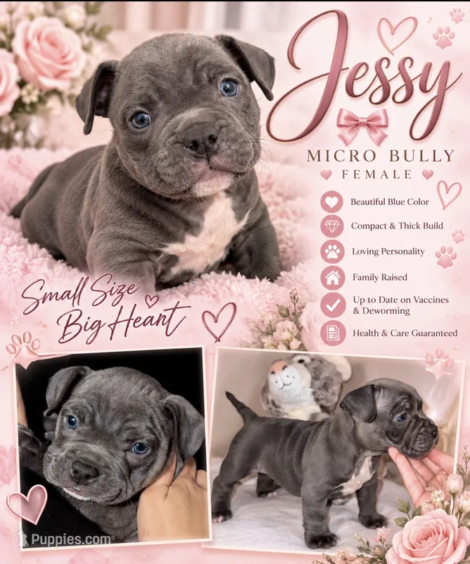 Jessy – American Bully puppy for sale in Arcadia, FL