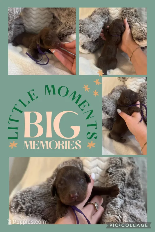 Chocolate – Miniature Dachshund puppy for sale in Sarasota, FL