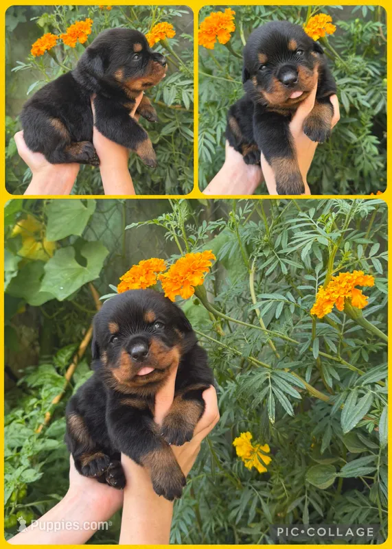 Tarzan – Rottweiler puppy for sale in Arcadia, FL