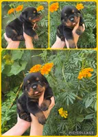 Tarzan, a male Rottweiler for sale in Arcadia, FL – 1 of 1