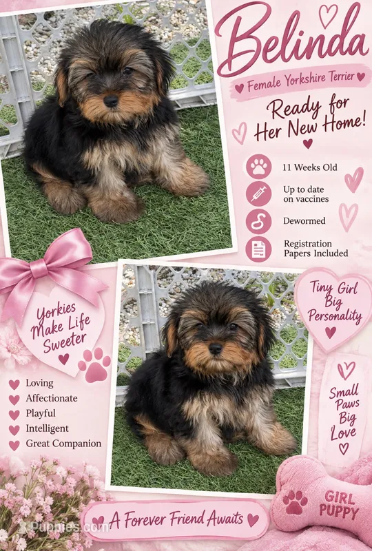Belinda – Yorkshire Terrier puppy for sale in Arcadia, FL
