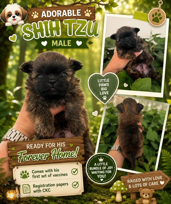 Tiny – Shih Tzu puppy for sale in Arcadia, FL