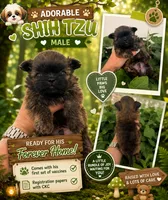 Tiny, a male Shih Tzu for sale in Arcadia, FL – 1 of 1