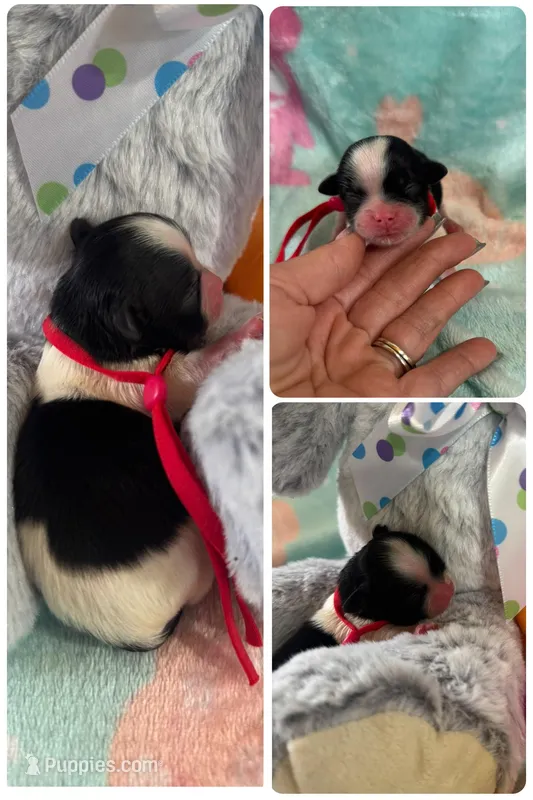 Oreo Imperial Shih Tzu – Shih Tzu puppy for sale in Sarasota, FL