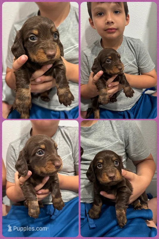 Chocolate – Miniature Dachshund puppy for sale in Sarasota, FL