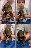 Chocolate, a female Miniature Dachshund for sale in Sarasota, FL – 1 of 1