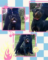Rottweilers, a male Rottweiler for sale in Arcadia, FL – 4 of 5