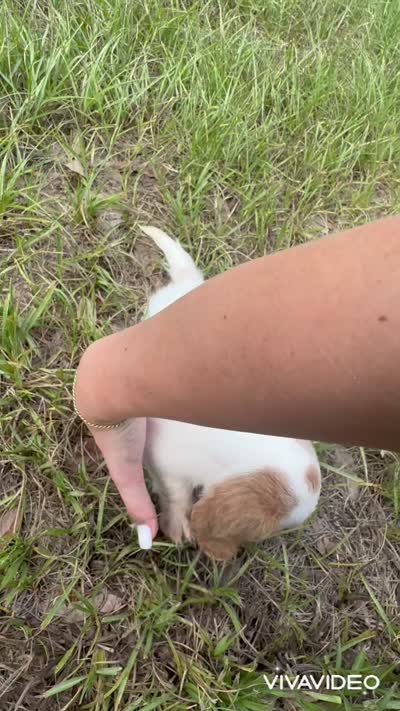 Doxie Spots, a male Miniature Dachshund for sale in Sarasota, FL – 3 of 3
