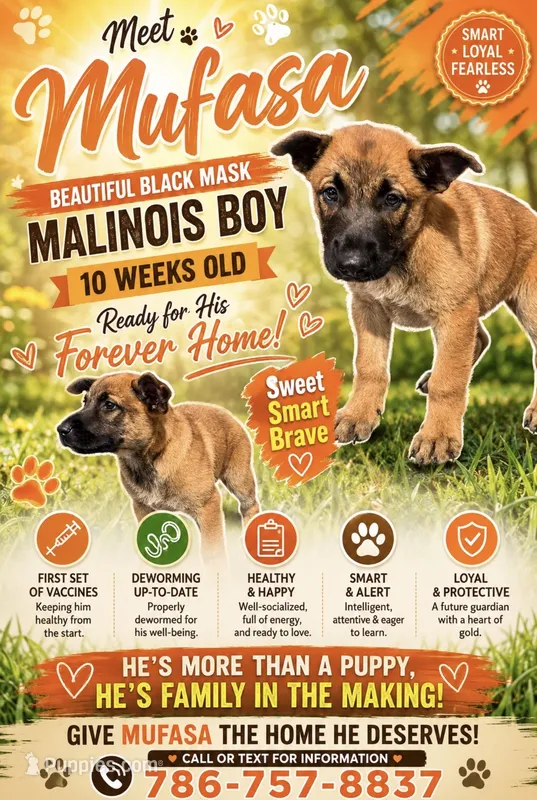 Mufasa – Belgian Malinois puppy for sale in Arcadia, FL