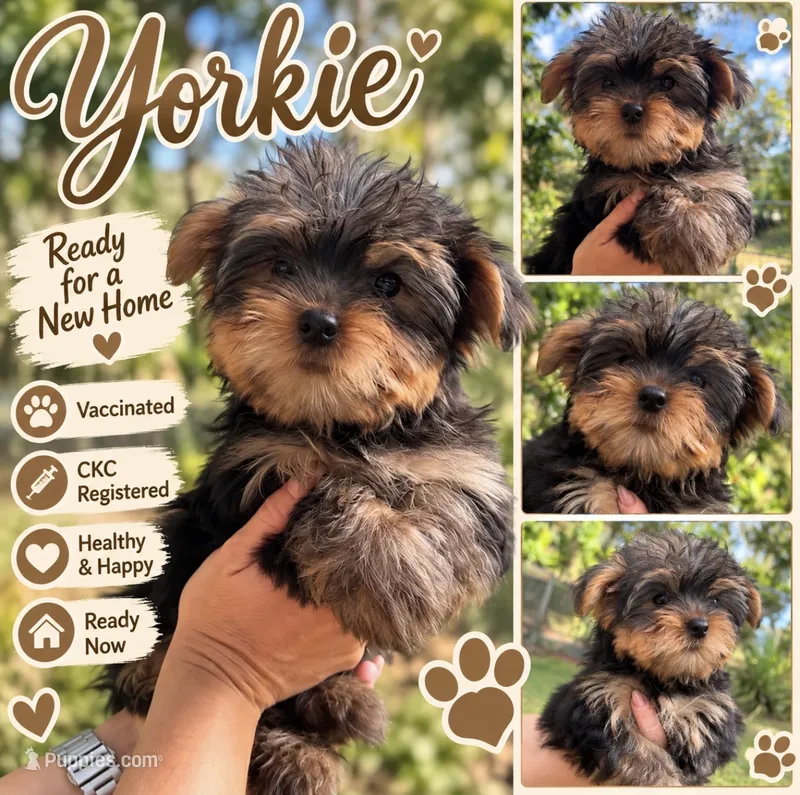 Lucky – Yorkshire Terrier puppy for sale in Arcadia, FL