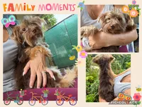 Delilah, a female Yorkshire Terrier for sale in Arcadia, FL – 1 of 1