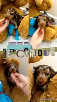 Doxie arriving, a  Miniature Dachshund for sale in Sarasota, FL – 9 of 9