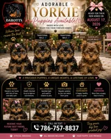 Red, a  Yorkshire Terrier for sale in Arcadia, FL – 2 of 2