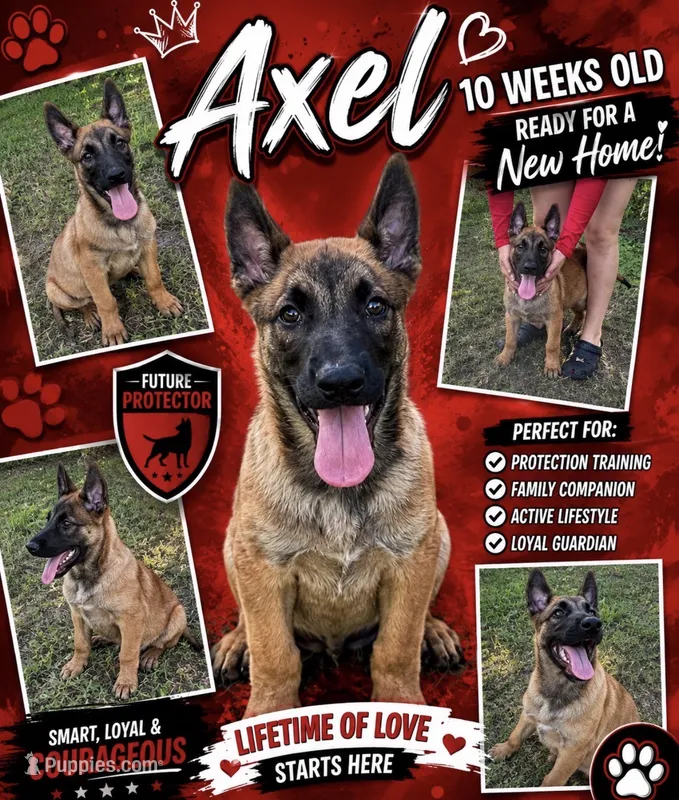 Axel – Belgian Malinois puppy for sale in Arcadia, FL