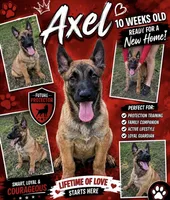Axel, a male Belgian Malinois for sale in Arcadia, FL – 1 of 1
