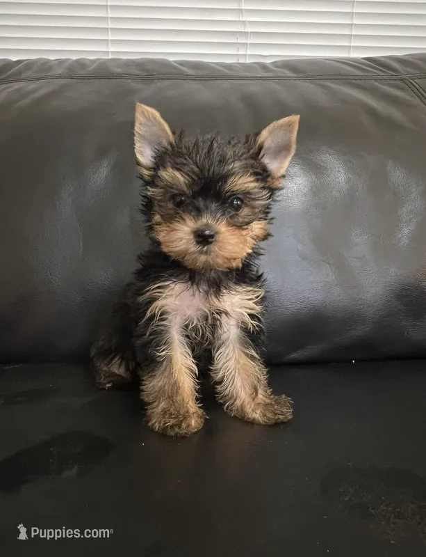 Yorkies arriving  – Yorkshire Terrier puppy for sale in Sarasota, FL