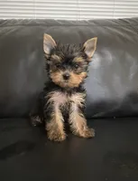 Yorkies arriving , a  Yorkshire Terrier for sale in Sarasota, FL – 1 of 3