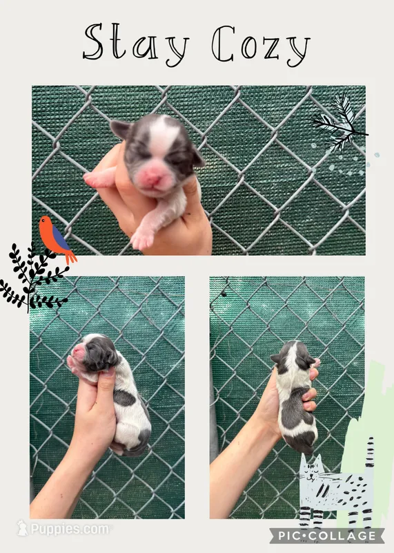 Grayson – Shih Tzu puppy for sale in Sarasota, FL