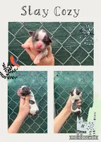 Grayson, a male Shih Tzu for sale in Sarasota, FL – 1 of 1