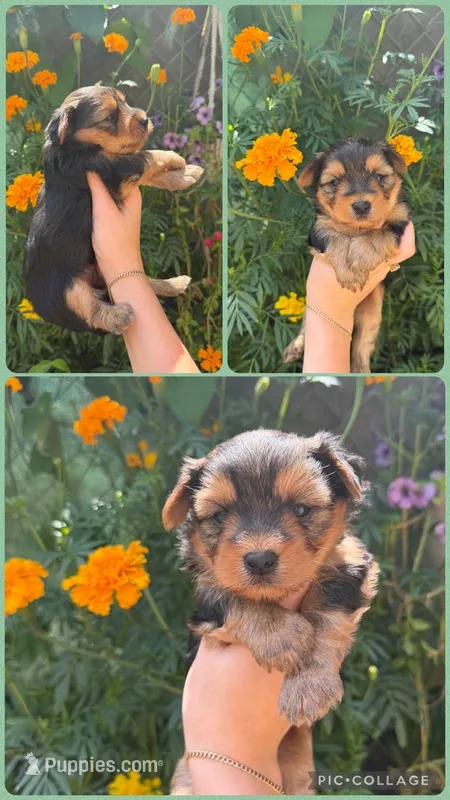 Yorkie – Yorkshire Terrier puppy for sale in Arcadia, FL