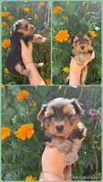 Yorkie, a  Yorkshire Terrier for sale in Arcadia, FL – 1 of 1
