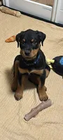 Mr Blue, a male Rottweiler for sale in Fort Collins, CO – Photo 5 of 5