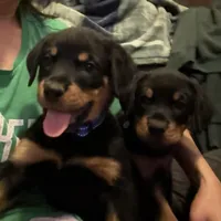 Mr Blue, a male Rottweiler for sale in Fort Collins, CO – Photo 4 of 5