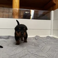 Mr Blue, a male Rottweiler for sale in Fort Collins, CO – Photo 1 of 5