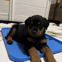 Mr Blue, a male Rottweiler for sale in Fort Collins, CO – Photo 3 of 5