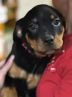 Miss Red, a female Rottweiler for sale in Fort Collins, CO – Photo 4 of 4