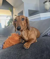 Theo, a male Miniature Dachshund for sale in Stafford, VA – Photo 2 of 2