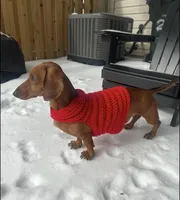 Theo, a male Miniature Dachshund for sale in Stafford, VA – Photo 1 of 2
