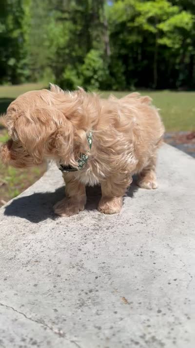 Coach , a male Maltipoo for sale in Charlotte, NC – 1 of 1