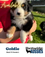 Goldie, a female Australian Shepherd for sale in Hillsboro, OH – Photo 1 of 3