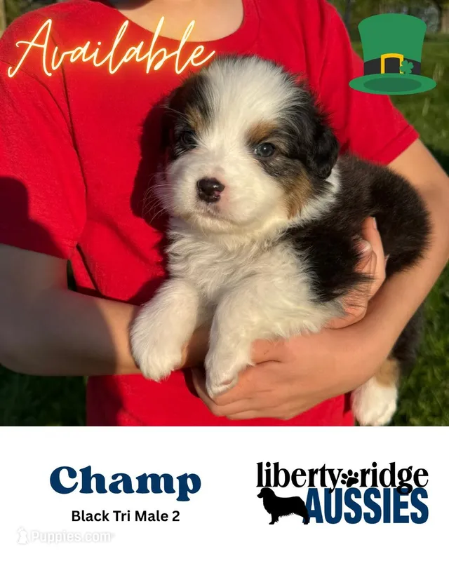 Champ – Australian Shepherd puppy for sale in Hillsboro, OH
