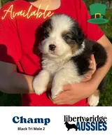 Champ, a male Australian Shepherd for sale in Hillsboro, OH – Photo 1 of 3