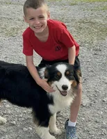 Champ, a male Australian Shepherd for sale in Hillsboro, OH – Photo 2 of 3