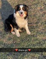 Quinn, a female Australian Shepherd for sale in Hillsboro, OH – Photo 2 of 3