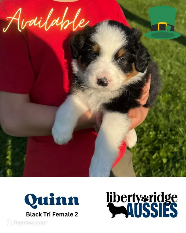 Quinn – Australian Shepherd puppy for sale in Hillsboro, OH